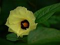Wild Cotton